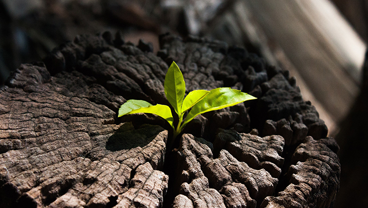 Change Management Coach